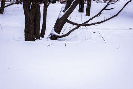 winter, a tree in white snow