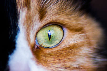 Cat eye.Macro shootの写真素材