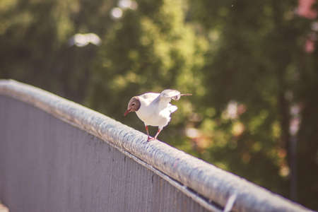 a seagull taking off the bridge rail with wide wingsの写真素材