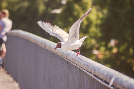a seagull taking offの写真素材