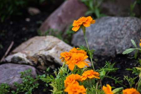 orange colorful flowers with rocksの写真素材