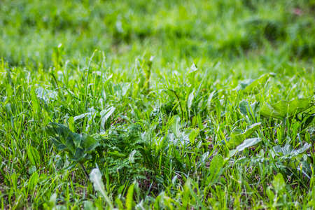 Green Grass on a cloudy day texture and background