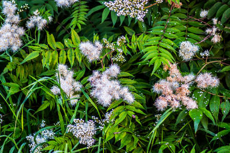 white flowers on a green bush on a cloudy day