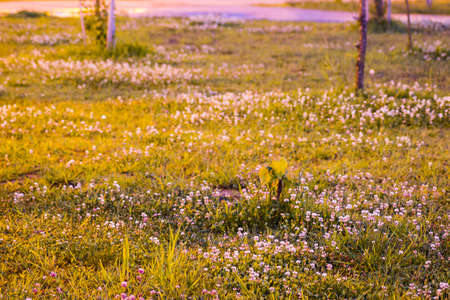 yellow evening grass in park with little flowersの写真素材