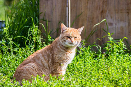 Orange cat with a funny serious face looking at the cameraの写真素材