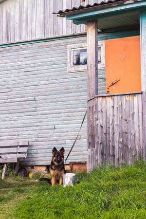 a german shepherd sitting at a village house guarding itの写真素材