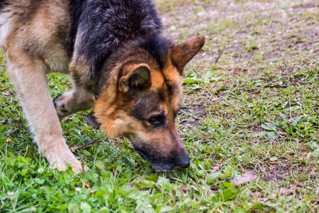 A Dog Male - German shepherd walking in autumn forest sniffing ground looking for somethingの写真素材