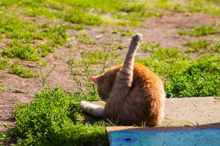 orange cat washing itself in sunny weather in green grassの写真素材