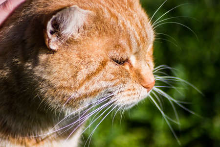 orange cat with big head close up portraitの写真素材