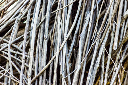 Brushwood texture of straight twigsの写真素材