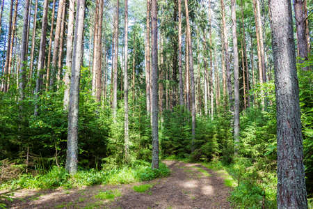 autumn forest trees. nature green wood sunlight backgrounds.