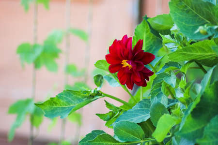 red bright and deep colored flowers in a beautiful gardenの写真素材