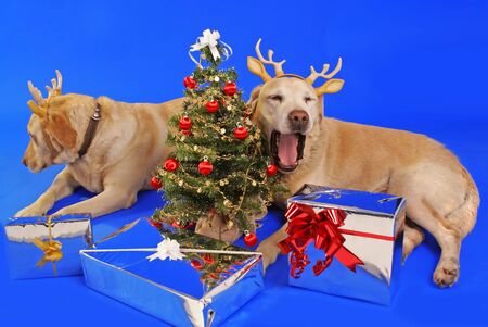 xmas tree and cute couple of labrador wearing antler                          