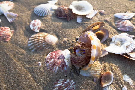 seashells on the sea sand の写真素材