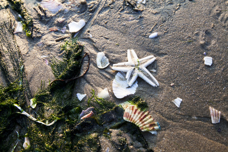 seashells on the sea sand の写真素材