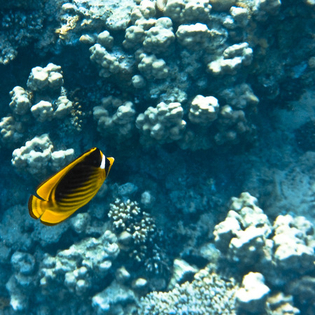 fish and corals Red Seaの写真素材
