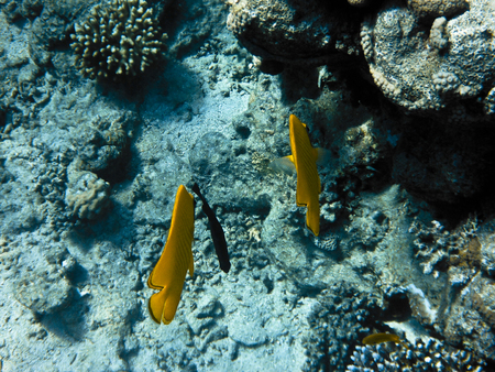 fish and corals Red Seaの写真素材