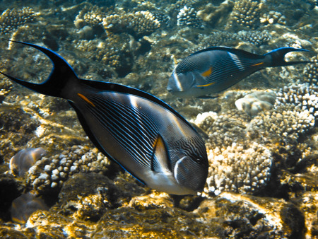 fish and corals Red Seaの写真素材