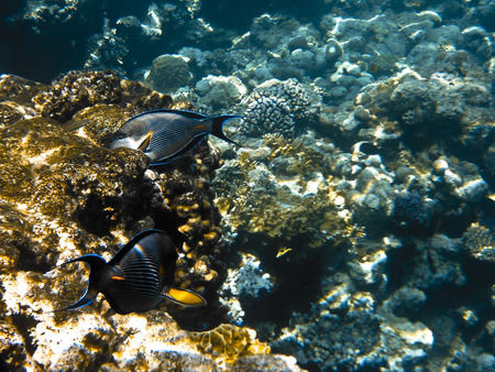 fish and corals Red Sea
