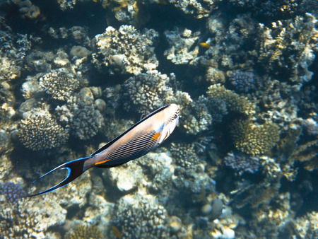 fish and corals Red Seaの写真素材