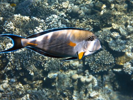 fish and corals Red Seaの写真素材