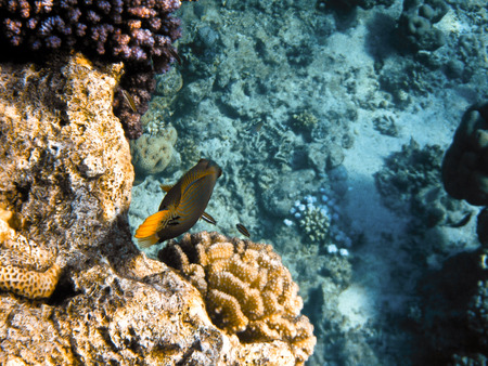fish and corals Red Sea