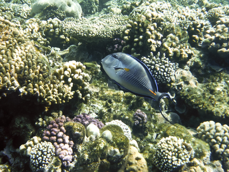 fish and corals Red Sea