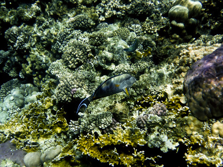 fish and corals Red Sea