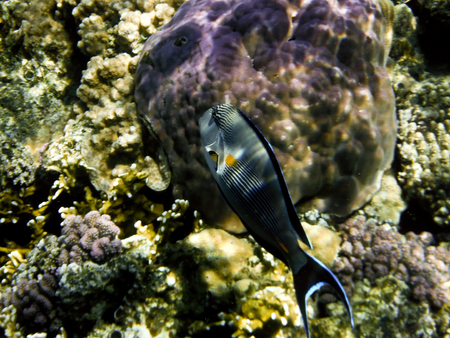 fish and corals Red Sea