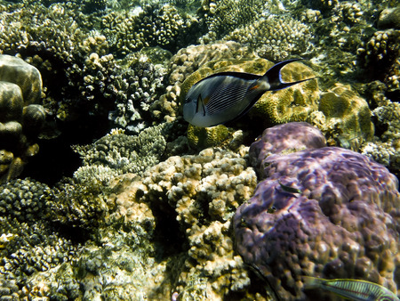 fish and corals Red Seaの写真素材