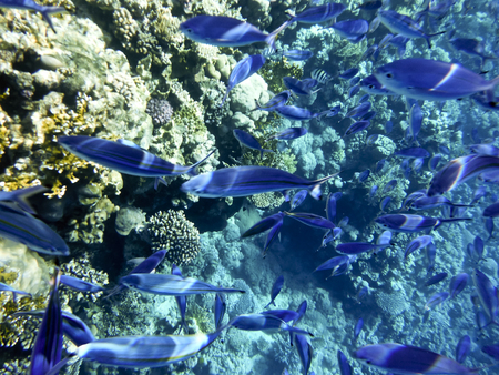 fish and corals Red Seaの写真素材