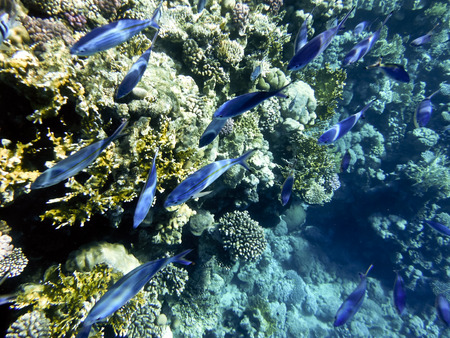 fish and corals Red Seaの写真素材
