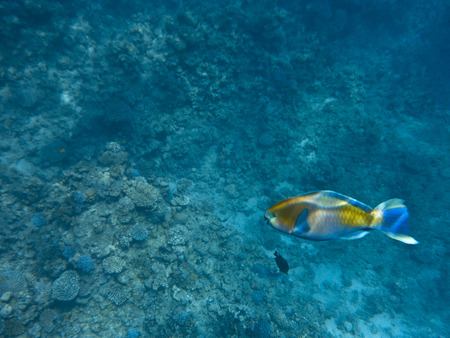 fish and corals Red Sea