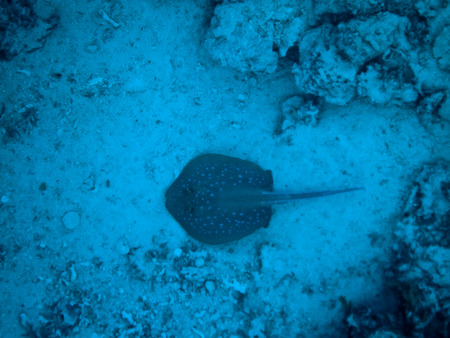 fish and corals Red Seaの写真素材