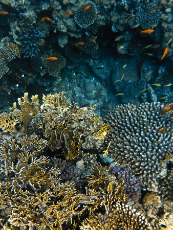 fish and corals Red Seaの写真素材