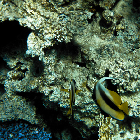 fish and corals Red Sea