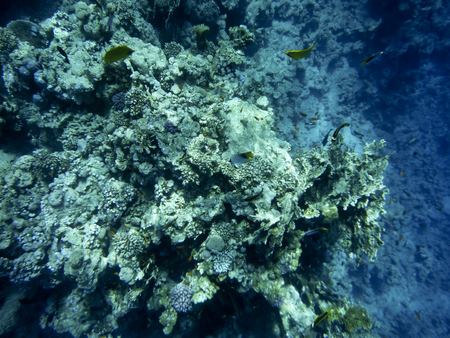 fish and corals Red Sea