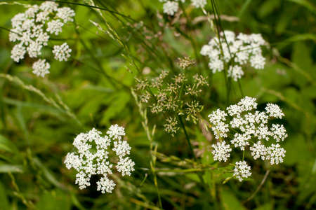 Spring foliage