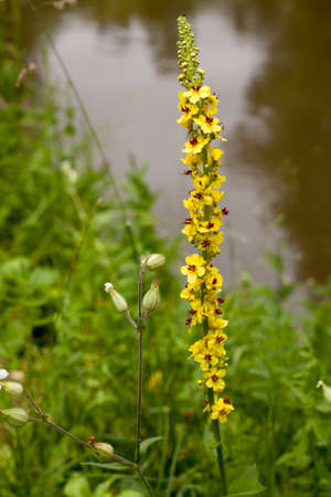 Spring foliage