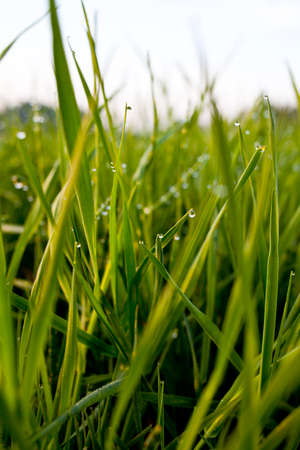 Spring foliage