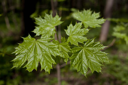 Spring in the forestの写真素材