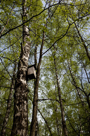 Spring in the forestの写真素材