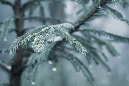 magnificent works of nature and animals with incredible styleの写真素材