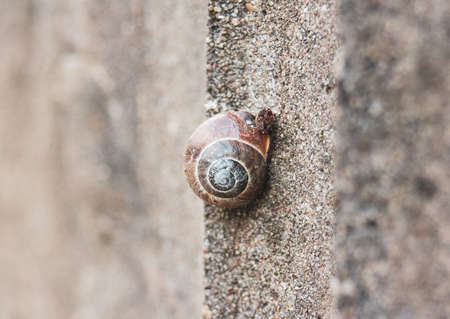 magnificent works of nature and animals with incredible styleの写真素材