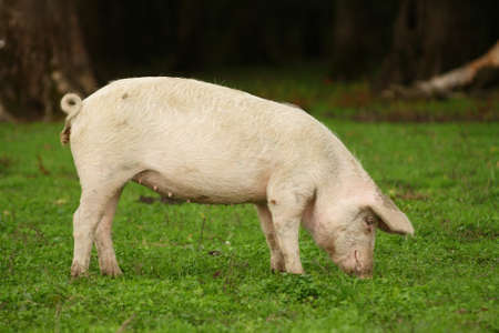 Pig on farmの写真素材
