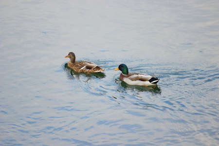 Ducks in wild