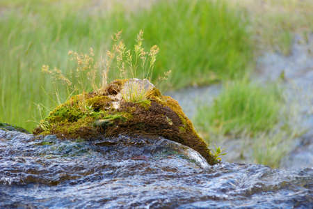 Rock with vegetation on the river waterfallの写真素材