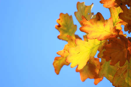 Golden oak leaves in fall