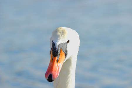 Swan's portraitの写真素材