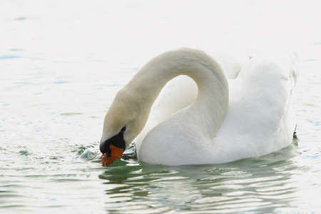 Elegant Mute swan in morning back litの写真素材